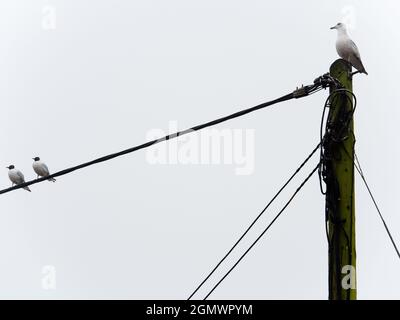 Es ist ein nebliger Frühlingsmorgen in St. Helen's Wharf an der Themse in Abingdon, England. Und diese Möwen warten darauf, dass etwas passiert. Stockfoto