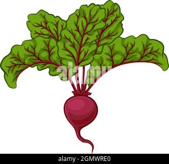 Cartoon Illustration: Rüben- Oder Rote-Bete-Gemüse Stock Vektor