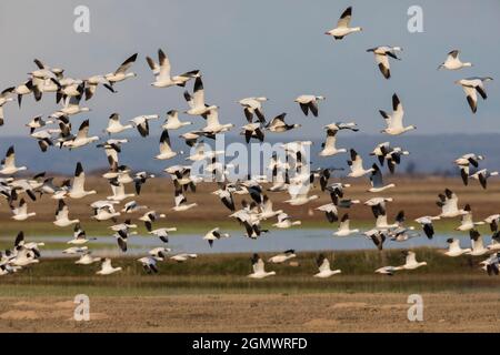 Rossgänse-Herde Frühlingszug Stopp. Stockfoto