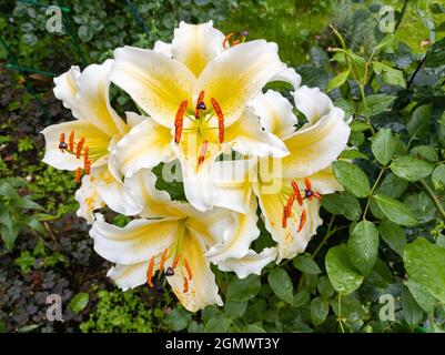 Weiße Lilienknospen und Blumen wachsen im Garten Stockfoto