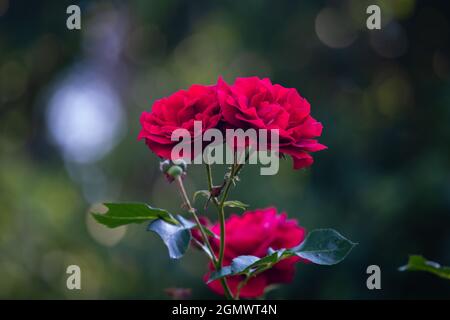 Rosenblüten und Knospen auf einem verschwommenen grünen hintergrundauf einem verschwommenen grünen Hintergrund Stockfoto