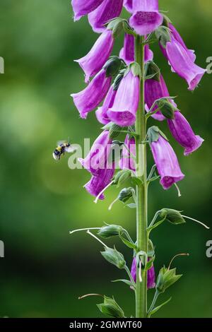 Bienen sammeln Nektar von Digitalis purpurea Blüten Stockfoto