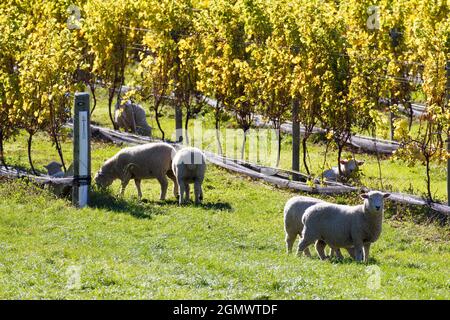 Marlborough, Neuseeland - 11. Mai 2018; dieser Weinberg befindet sich im bekannten Weinanbaugebiet Marlborough auf der Südinsel. Warum nicht die Schafe e Stockfoto