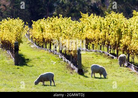 Marlborough, Neuseeland - 11. Mai 2018; dieser Weinberg befindet sich im bekannten Weinanbaugebiet Marlborough auf der Südinsel. Warum nicht die Schafe e Stockfoto