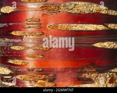 Abingdon, Oxfordshire - 2010; Schönheit kann überall gefunden werden. Wie in den abstrakten Mustern und herrlichen Farben der Rinde dieser Himalaya Birch Bar Stockfoto