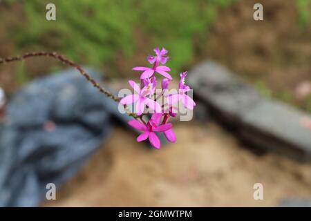 Ein Strauß lila Orchideen mit Knospen Stockfoto