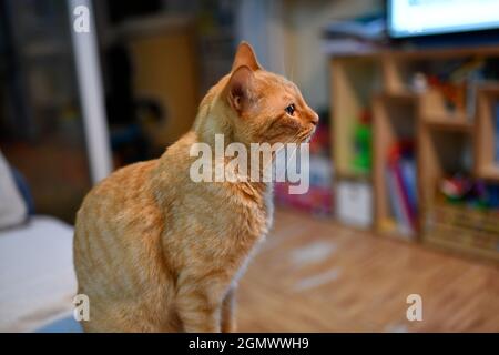 Orange europäische gemeine Katze zu Hause sitzt im Profil Stockfoto