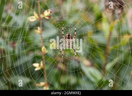 Abingdon, England - 29. August 2019; nichts für Arachnophobe! Ich entdeckte diese atemberaubende, durchscheinende britische Hausspinne, die in unserer Frointgarde ihr Netz spinnte Stockfoto