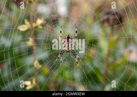 Abingdon, England - 29. August 2019; nichts für Arachnophobe! Ich entdeckte diese atemberaubende, durchscheinende britische Hausspinne, die in unserer Frointgarde ihr Netz spinnte Stockfoto