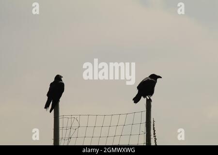 Zwei schwarze Raben (corvus corax) sitzen auf zwei Zaunpfählen und blicken nach außen, am Himmel silhouettiert, Drahtzaun dazwischen Stockfoto