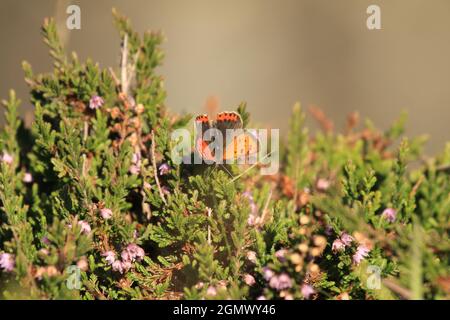 Kleiner Kupferfalter (Lycaena phlaeas), auf grünem Heidekraut mit violetten Blüten Stockfoto