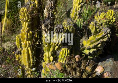 Vorbildliche Pflanze der Art, Cereus jamacaru, oder Mandacaru, voll von Dornen und Stacheln in einem botanischen Garten, Madrid, Spanien Stockfoto