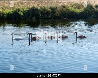 Abingdon, England - 30. August 2019 Eine Familie von Schwanen - Mutter an der Spitze, gefolgt von ihren jungen graugefiederten Cygnets - die auf dem River T schwimmen Stockfoto