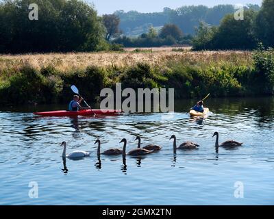 Abingdon, England - 30. August 2019 Eine Familie von Schwanen - Mutter an der Spitze, gefolgt von ihren juvenilen graugefiederten juvenilen Cygnets am Fluss Tha Stockfoto