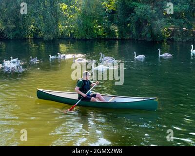 Abingdon, England - 30. August 2019 Eine Familie von Schwanen - Mutter an der Spitze, gefolgt von ihren juvenilen graugefiederten juvenilen Cygnets am Fluss Tha Stockfoto