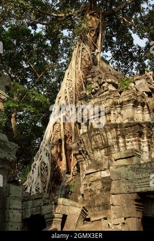 TA Phrom, Kambodscha - 19. Januar 2005; Ta Prohm ist ein bekannter Tempel in Angkor, Provinz Siem Reap, Kambodscha. Es wurde im Bayon-Stil gebaut, Largel Stockfoto