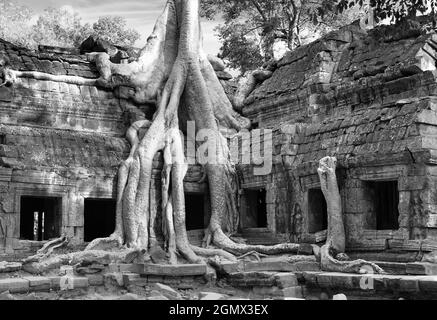 TA Phrom, Kambodscha - 19. Januar 2005; Ta Prohm ist ein bekannter Tempel in Angkor, Provinz Siem Reap, Kambodscha. Es wurde im Bayon-Stil gebaut, Largel Stockfoto