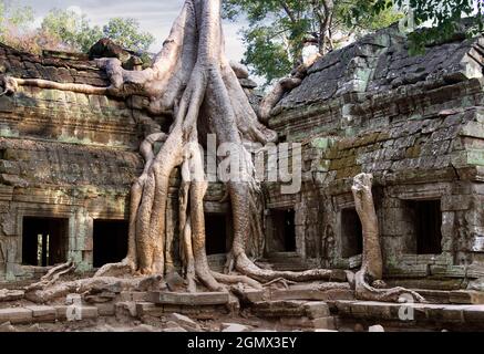 TA Phrom, Kambodscha - 19. Januar 2005; Ta Prohm ist ein bekannter Tempel in Angkor, Provinz Siem Reap, Kambodscha. Es wurde im Bayon-Stil gebaut, Largel Stockfoto