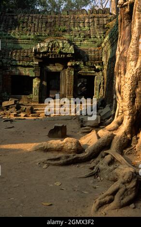 TA Phrom, Kambodscha - 19. Januar 2005; Ta Prohm ist ein bekannter Tempel in Angkor, Provinz Siem Reap, Kambodscha. Es wurde im Bayon-Stil gebaut, Largel Stockfoto