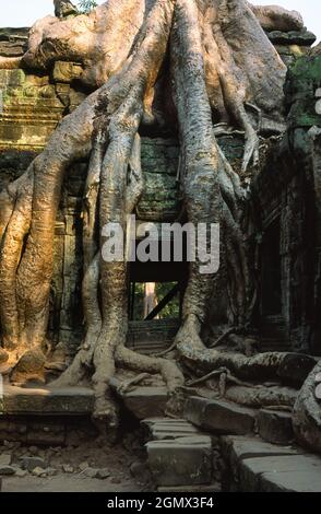 TA Phrom, Kambodscha - 19. Januar 2005; Ta Prohm ist ein bekannter Tempel in Angkor, Provinz Siem Reap, Kambodscha. Es wurde im Bayon-Stil gebaut, Largel Stockfoto