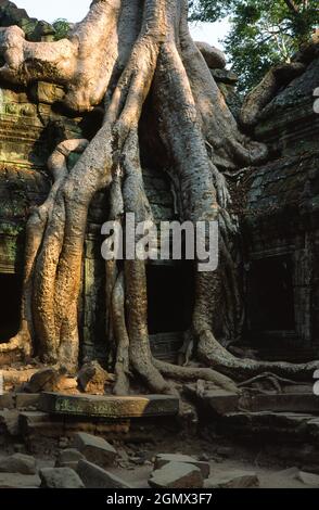 TA Phrom, Kambodscha - 19. Januar 2005; Ta Prohm ist ein bekannter Tempel in Angkor, Provinz Siem Reap, Kambodscha. Es wurde im Bayon-Stil gebaut, Largel Stockfoto