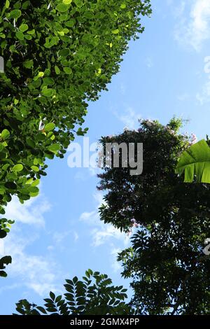 Schöner blauer Himmel mit Wolken, die durch die grünen Blätter sichtbar sind Stockfoto