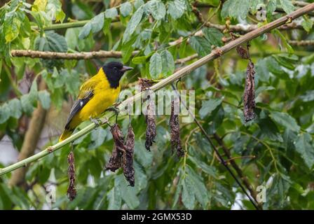 Dunkelköpfiger Oriole - Oriolus monacha, wunderschöne schwarz-gelbe Oriole aus afrikanischen Wäldern, Harenna-Wald, Äthiopien. Stockfoto