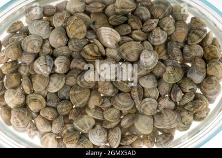 Rohe frische Venusmuscheln leben von der Adria im Wasser, das den Sand in der oberen Ansicht säuberte Stockfoto