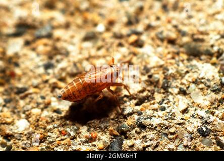 Jungblatttrichter Stockfoto