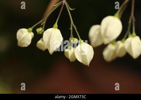 Büschel von weißen hängenden Blütenknospen Stockfoto