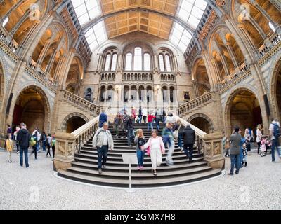 London, England - 2013; das Natural History Museum in London ist ein großes und sehr geliebtes Naturkundemuseum, das eine große Auswahl an Exemplaren ausstellt Stockfoto
