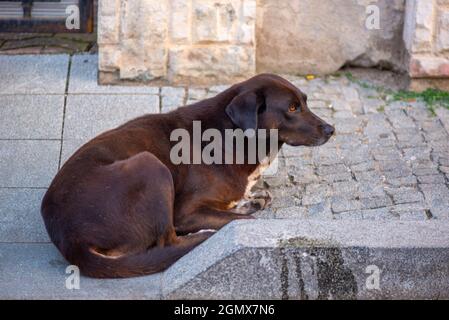 Schwarzer unglücklicher Hund liegt auf dem Bürgersteig in georgien Stockfoto