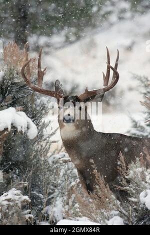 Mule Deer Buck Stockfoto
