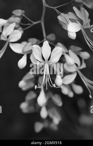 Monochromes Bild von schönen hängenden Blumen. Stockfoto