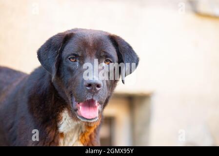 Porträt eines schwarzen Yard-Hundes in georgien Stockfoto