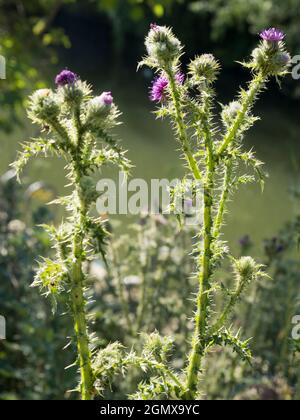 Culham, Oxfordshire, England - 30. Mai 2020; keine Menschen im Blick. Ich entdeckte diese fesselnde, hinterleuchtete, blühende Thistle auf dem Thames Path - eine meiner Favo Stockfoto