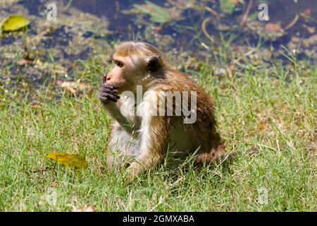 Dambulla, Sri Lanka - 11. Februar 2014; Toque Macaques sind intensiv soziale Affen; dieser Kerl - offenbar tief in Gedanken - wurde am Ancien entdeckt Stockfoto