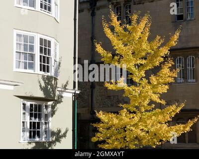 Dieser wunderschöne Baum befindet sich am Oriel Square, gleich außerhalb des Haupteingangs zum Oriel College der Oxford University. Stockfoto