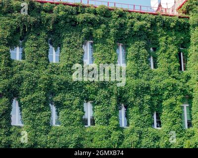 Wachsende Pflanzen an der Fassade des Hauses. Konzept der architektonischen Bepflanzung. Kletterpflanze auf der Außenfläche des Gebäudes. Vegetation auf einem Gebäude Stockfoto