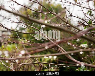 Radley Village, Oxfordshire, England - 11. Dezember 2020; keine Menschen im Blick. Der Winter ist für unseren Dorfgarten in Oxfords in der Regel eine graue und triste Zeit Stockfoto