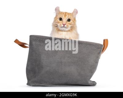 Hübsche junge Erwachsene amerikanische Curl Langhaar-Katze, die in einem grauen Korb mit Blick auf die Vorderseite sitzt. Direkter Blick in das Objektiv. Isoliert auf weißem Hintergrund. Stockfoto