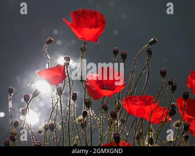 River Thames, Oxfordshire, England - 13. Juli 2019 Mohnblumen sind eine blühende Pflanze in der Unterfamilie Papaveroideae der Familie Papaveraceae. Sie sind es Stockfoto