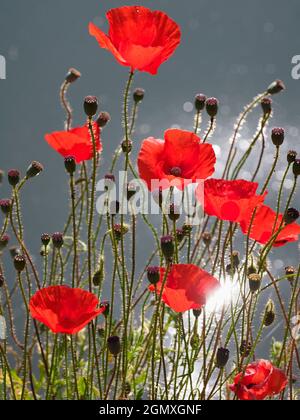 River Thames, Oxfordshire, England - 13. Juli 2019 Mohnblumen sind eine blühende Pflanze in der Unterfamilie Papaveroideae der Familie Papaveraceae. Sie sind es Stockfoto