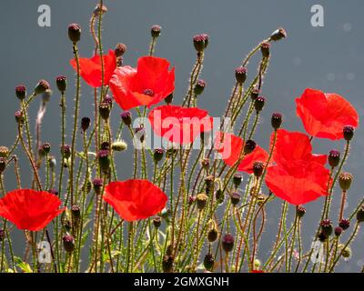 River Thames, Oxfordshire, England - 13. Juli 2019 Mohnblumen sind eine blühende Pflanze in der Unterfamilie Papaveroideae der Familie Papaveraceae. Sie sind es Stockfoto