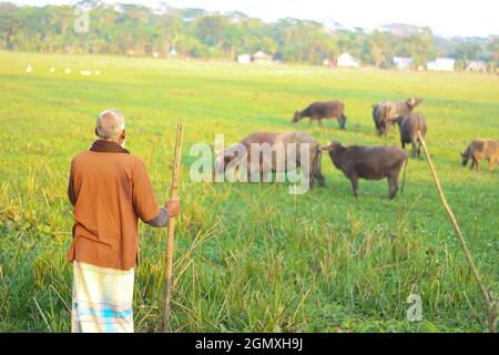 06. Januar 2020, Barguna, Bangladesch. Ein Bauer reitet auf einem Büffel auf dem Feld Stockfoto