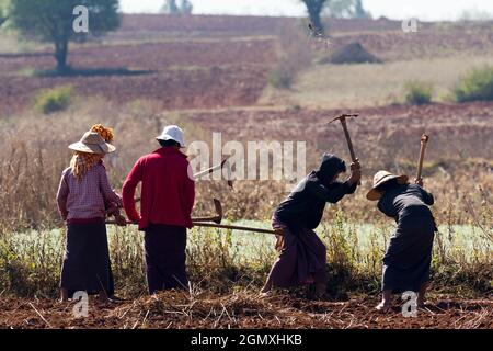 Pindaya, Myanmar - 31. Januar 2013; Eine zeitlose Szene rückenbrechender manueller Arbeit. Bauern brechen Boden auf einem Feld in der Nähe der buddhistischen Höhlen bei Pi Stockfoto