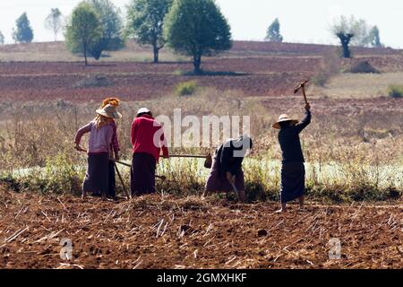 Pindaya, Myanmar - 31. Januar 2013; Eine zeitlose Szene rückenbrechender manueller Arbeit. Bauern brechen Boden auf einem Feld in der Nähe der buddhistischen Höhlen bei Pi Stockfoto
