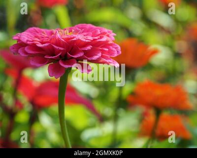 Nahaufnahme von rosa Zinnia Stockfoto