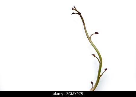 Isolierte Süßkartoffeln sprießen. Dekografisches Element Stockfoto