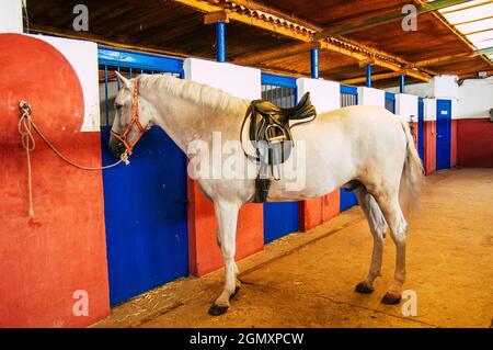 Sevilla Spanien 15. September 2021 nicht identifizierte Spanier, die auf einer Hazienda in Andalusien in Südspanien zu Pferden tendieren Stockfoto